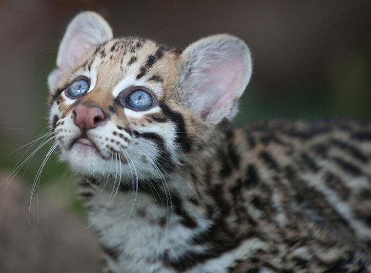 Ozelot Ozelot Kitten