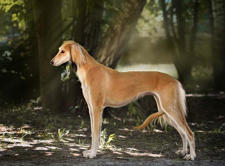 Saluki