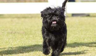 Affenpinscher