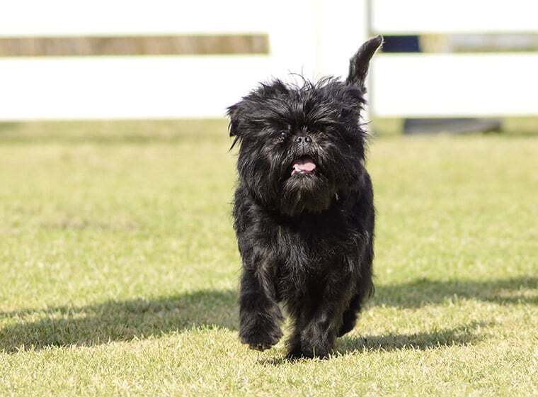 Affenpinscher