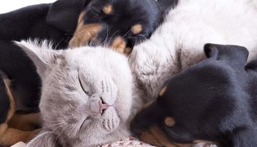 Katzenhaltung