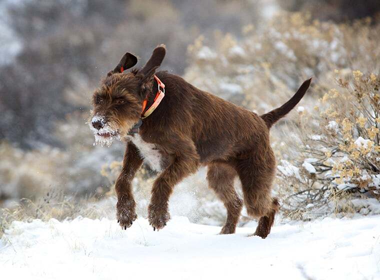 Pudelpointer