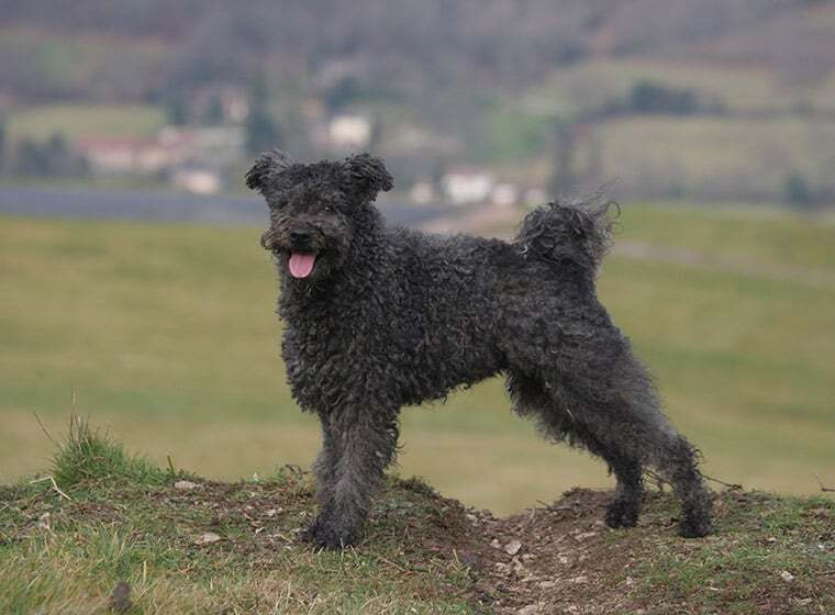 Pumi