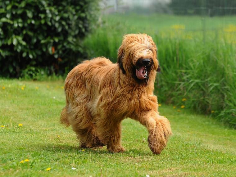 Briard