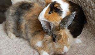 Kaninchen und Meerschweinchen zusammen halten