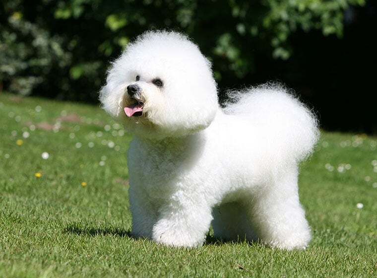 Bichon Fris&eacute; im Rasseportrait