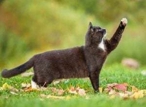 Smoking-Katzen