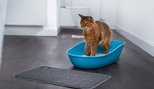 Katzentoilette: Braune langhaarige Katze steht in einer blauen Katzentoilette in einem hellen Badezimmer.