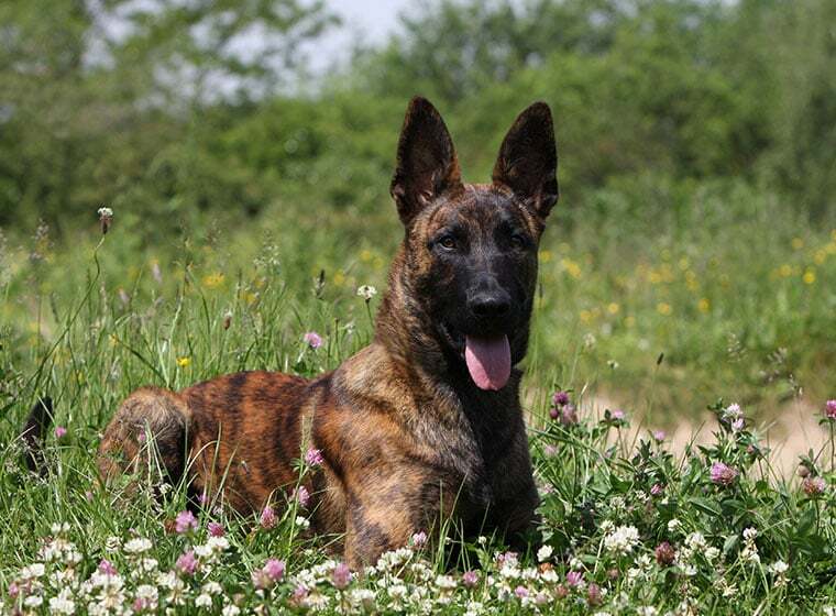 Holl&auml;ndischer Sch&auml;ferhund