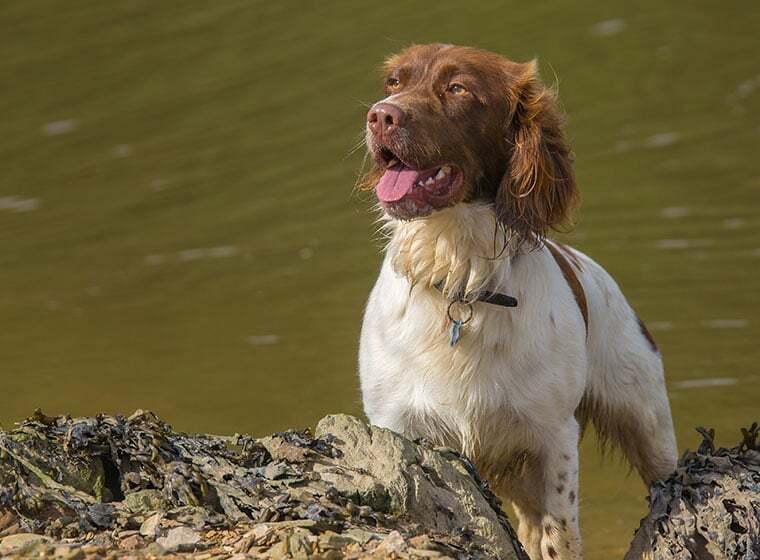 Welsh Springer Spaniel Welsh Springer Spaniel