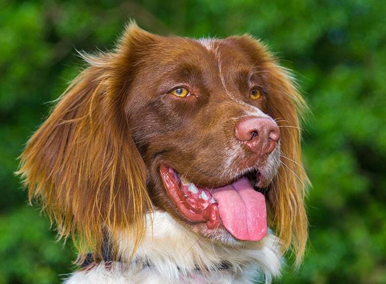 Welsh Springer Spaniel Welsh Springer Spaniel