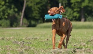 Dummytraining: Brauner Hund läuft über eine Wiese und trägt ein blaues Apportierspielzeug im Maul.