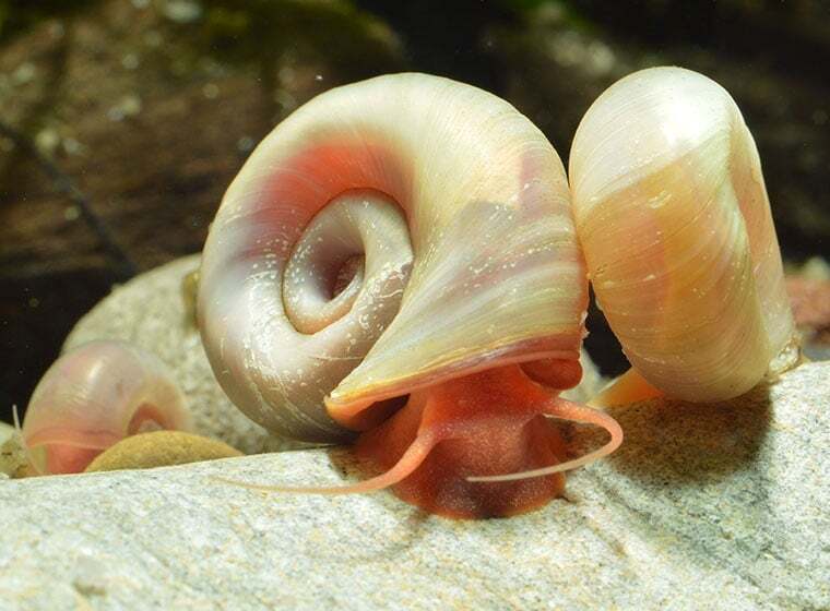 Posthornschnecken mit spiraligem Gehäuse auf dem Bodengrund eines Aquariums