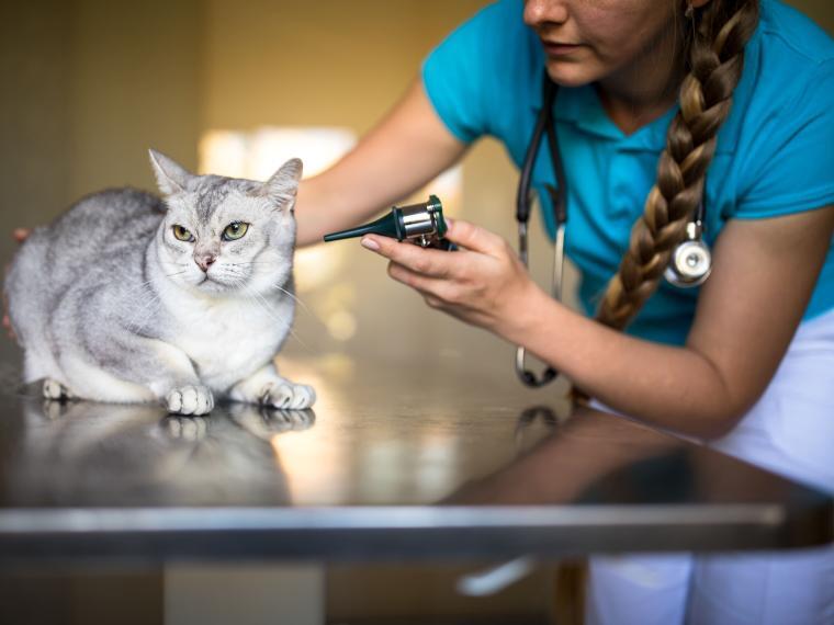 Katze beim Tierarzt Katze beim Tierarzt