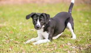 Schwarz-weißer Hund steht in Spielhaltung auf einer Wiese.