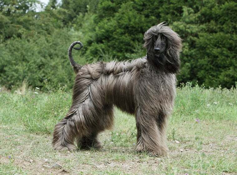 Afghanischer Windhund