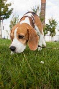 Beagle schnüffelt