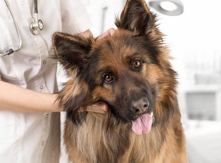 Blutspende beim Hund