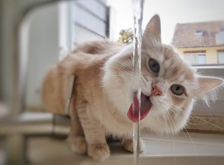 Diabetes bei Katzen Diabetes bei Katzen: Katze trinkt aus Wasserhahn