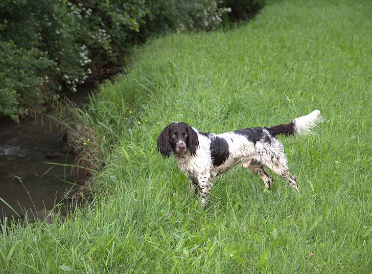 Deutscher Wachtelhund Deutscher Wachtelhund