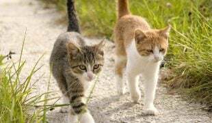 Katzen zusammenführen