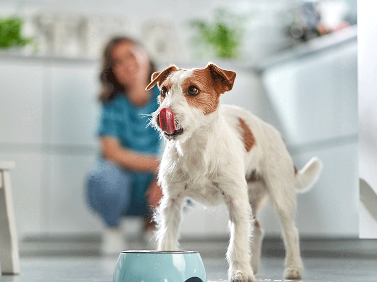 Futter f&uuml;r alte Hunde