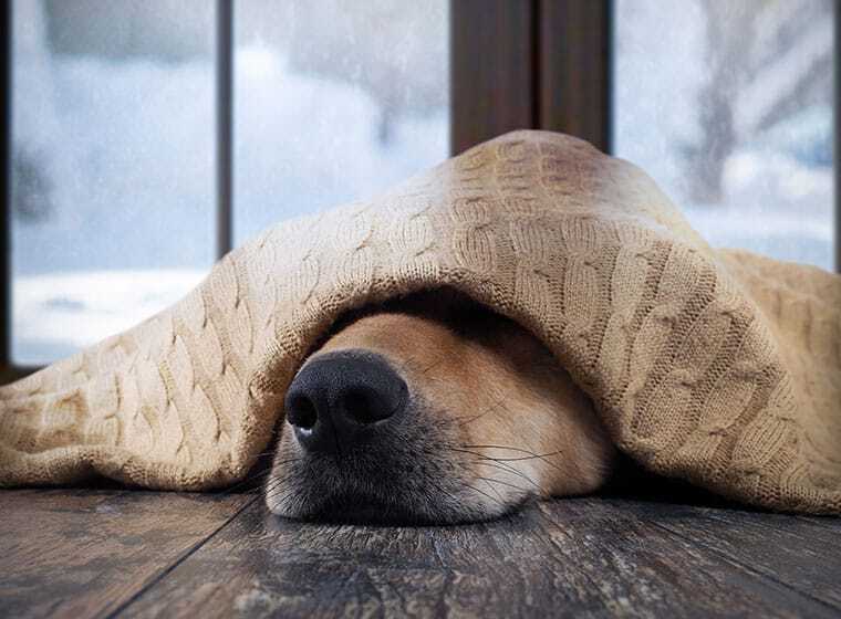 winterdepression beim Hund winterdepression beim Hund