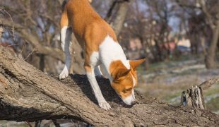 Hund läuft über einen Baumstamm und schnuppert aufmerksam an der Oberfläche.
