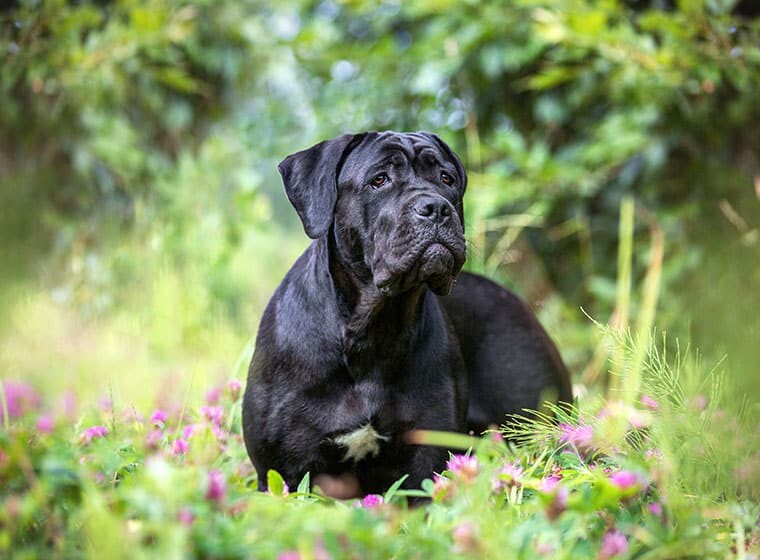 Schwarzer Cane Corso Cane Corso