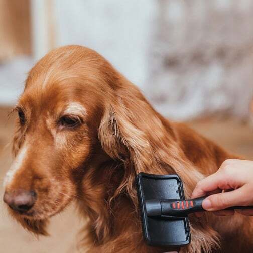 Den Hund beim Fellwechsel unterstützen