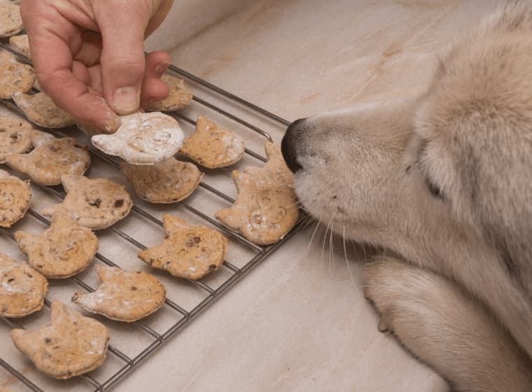 Hundekekse backen: Rezepte Hundekekse backen