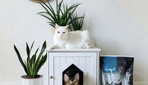 Katzen im Wohnzimmer