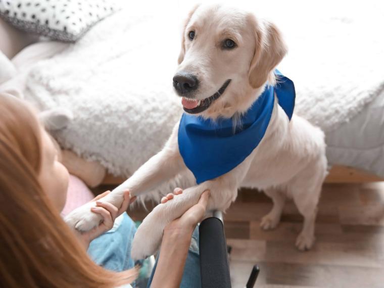 epilepsiewarnhund