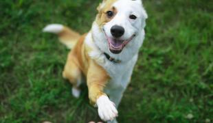 Hund hebt eine Pfote und berührt eine Hand im Freien.