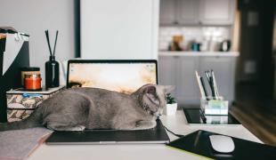 Homeoffice mit Katze
