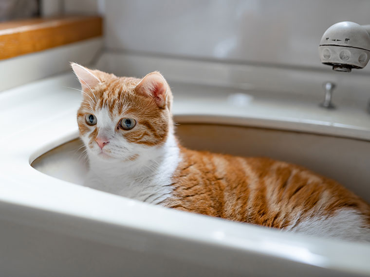 Orange‑weiße Katze sitzt in einem Waschbecken im Badezimmer.