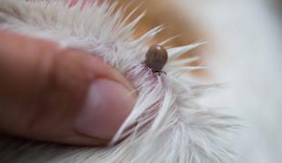 Zecke sitzt im Hundefell, Beispielbild zum Thema "Zecken beim Hund entfernen".