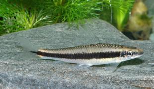 Siamesischer Algenfresser