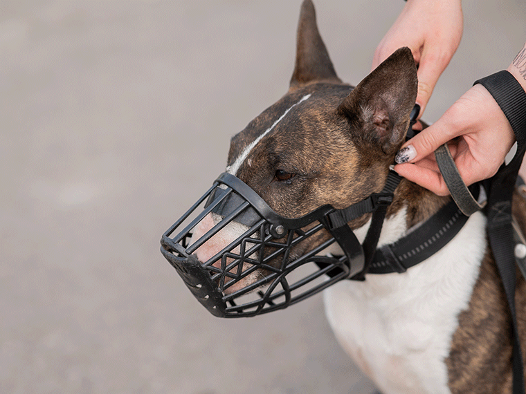 Hund mit Maulkorb