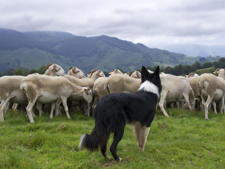 Hund steht auf einer Wiese vor einer Schafherde.