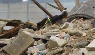 Hund mit Geschirr durchsucht ein Trümmerfeld aus Beton und Holz.