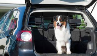 Hund im Auto