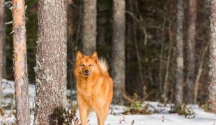 Finnischer Spitz