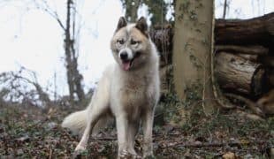 Grönlandhund steht im Wald vor einem Baumstamm und schaut aufmerksam nach vorne.