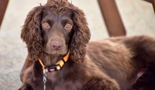 American Cocker Spaniel