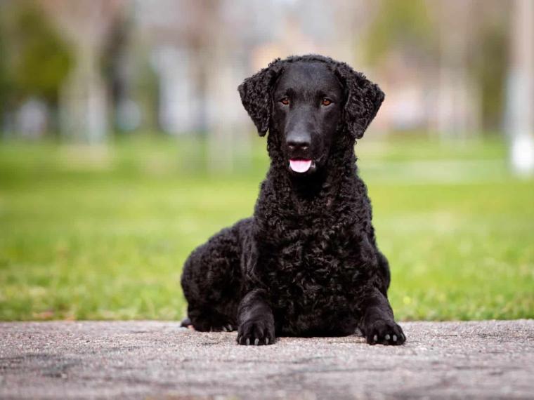 Curly Coated Retriever