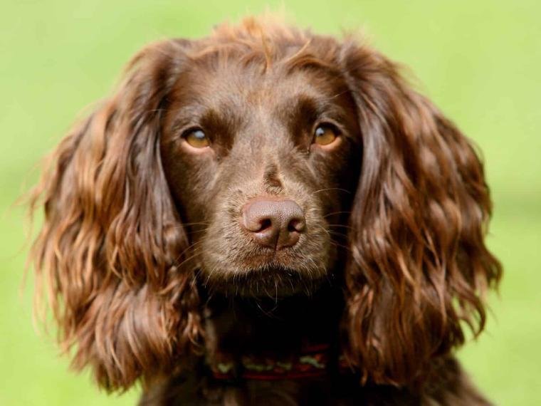 Field Spaniel
