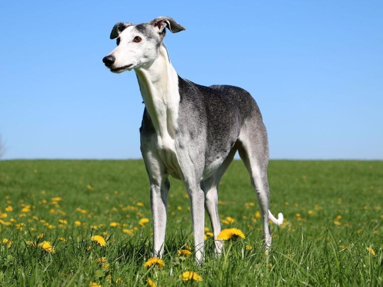 Galgo Espa&ntilde;ol