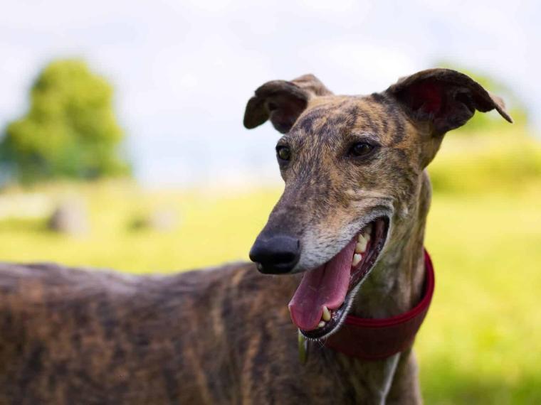 Galgo Espa&ntilde;ol