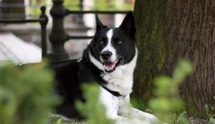 Karelischer Bärenhund liegt im Grünen neben einem Baum und schaut in die Kamera